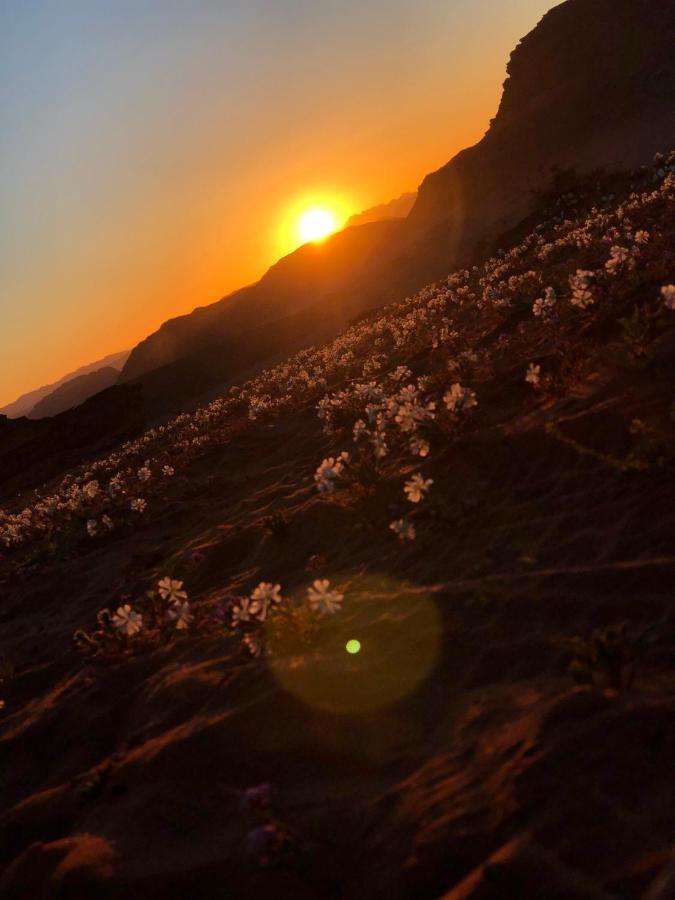 Star Walk Camp & Tours * Wadi Rum